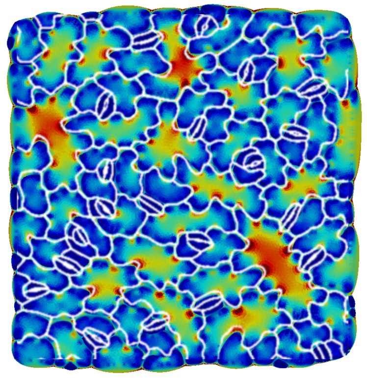 Welcome to The Mechanobiology&nbsp;Lab!